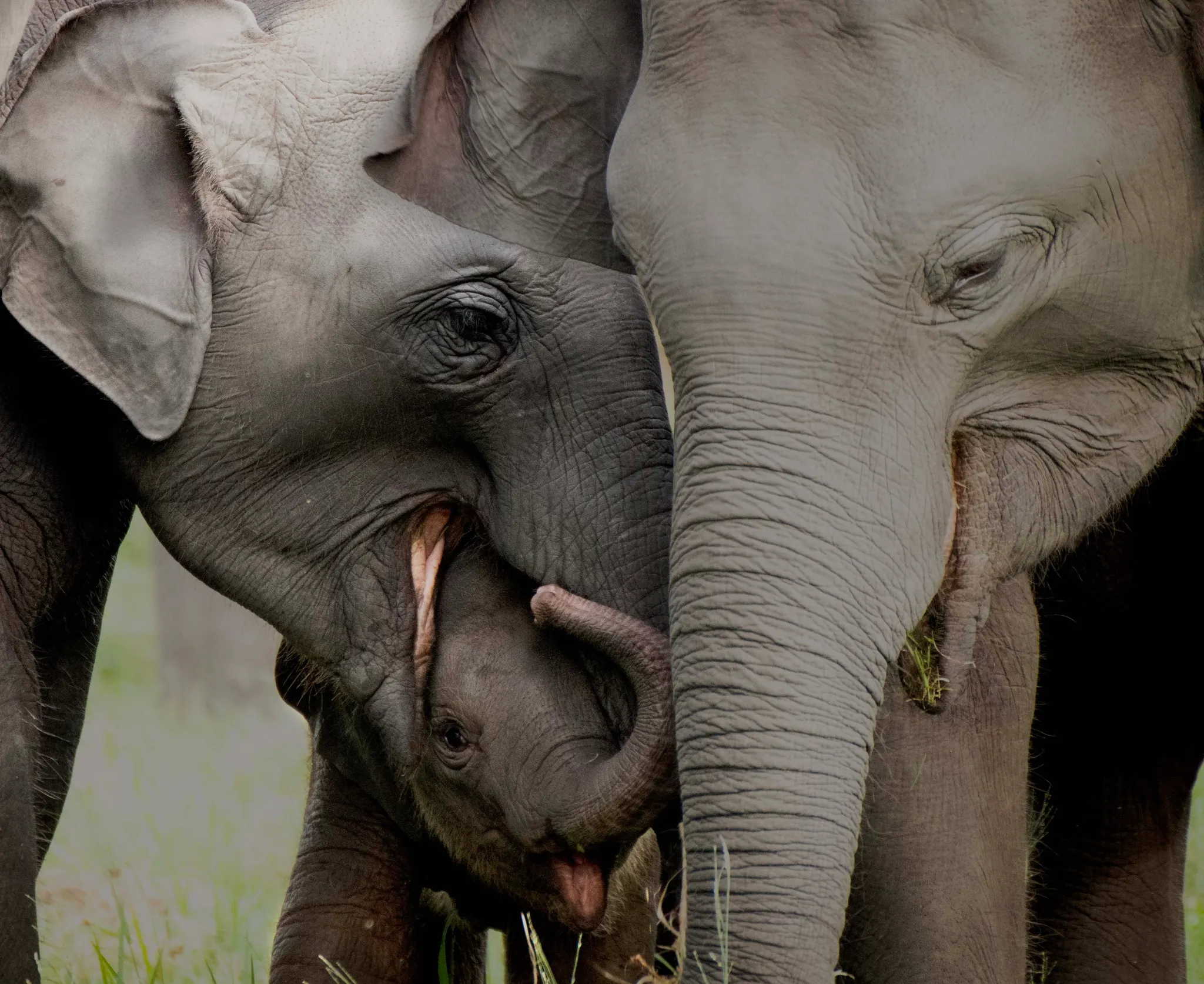Traveller reaching out towards a wild elephant standing in green scrubland