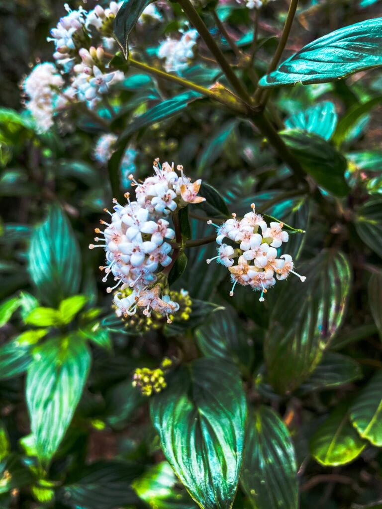 Knuckles Mountain Range Flowers