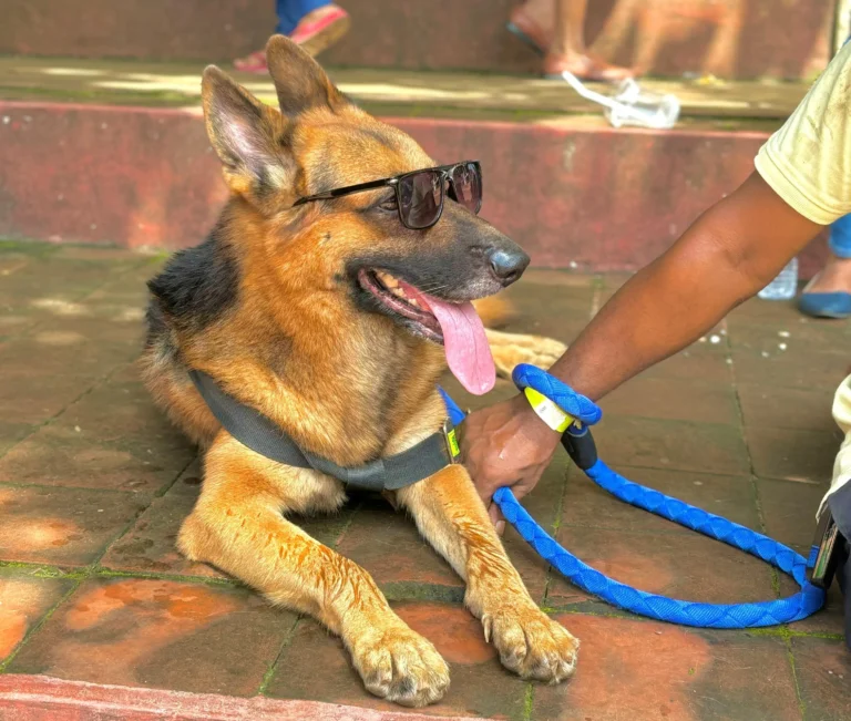 Dog Festival 2024 Sri lanka