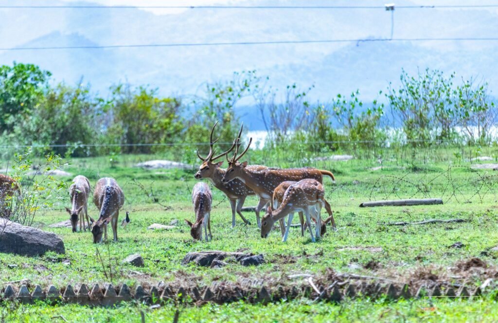 Udawalawa Deer