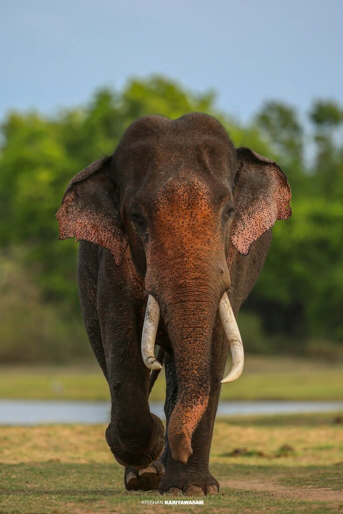 Sri Lanka Elephant