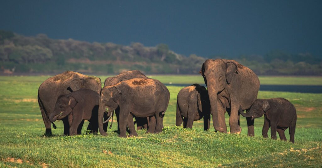 Elephant Feature Image Sri Lanka