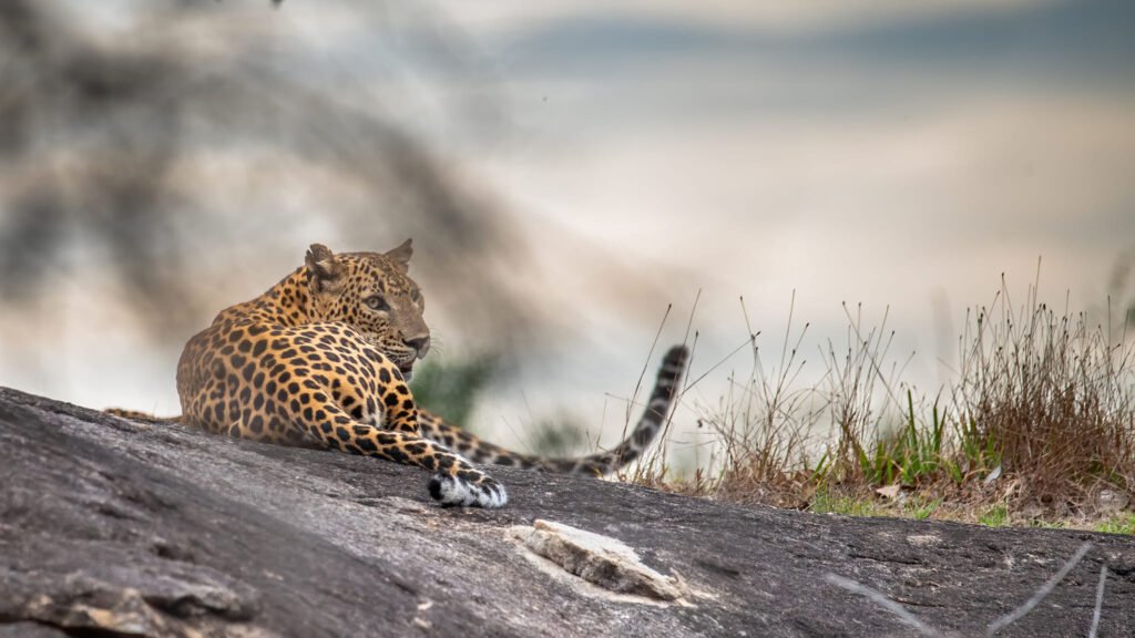 leopards Sri Lanka