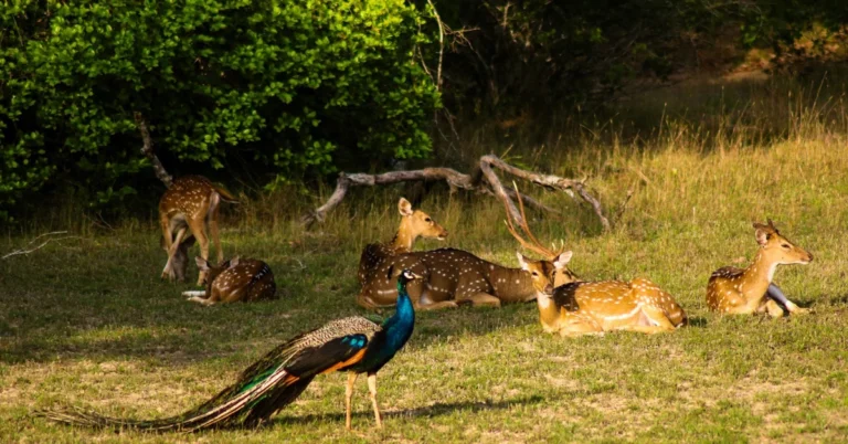 Wilpattu National Park: Sri Lanka’s Largest National Park