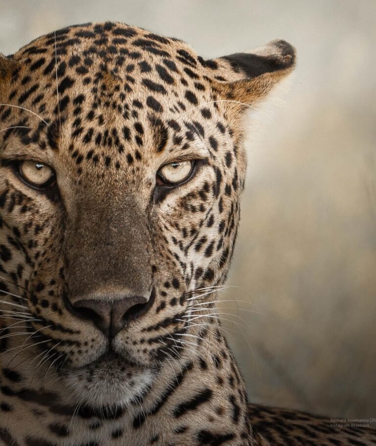 Leopard Sri Lanka