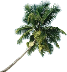 coconut tree