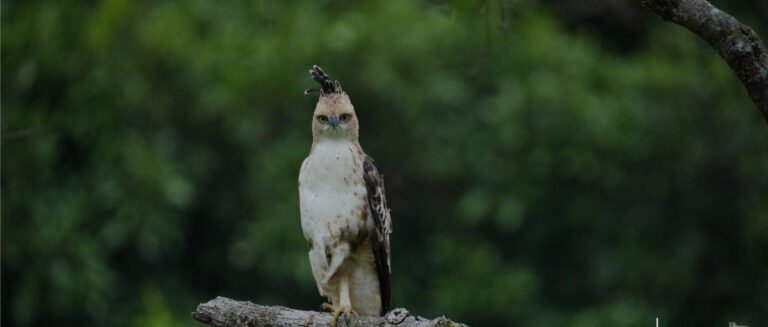 hawk eagle Sri Lanka