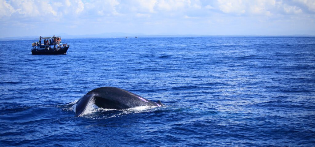 whale-watching mirissa