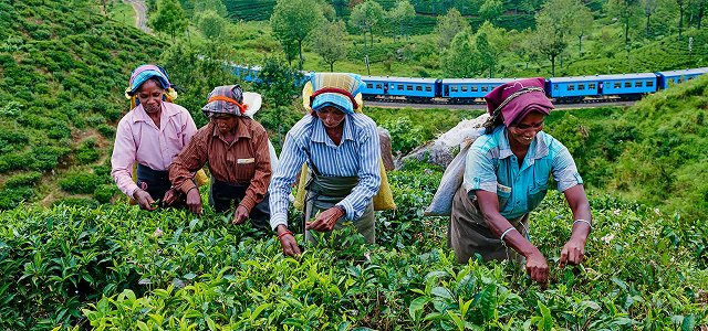 Tea Plantation Sri lanka