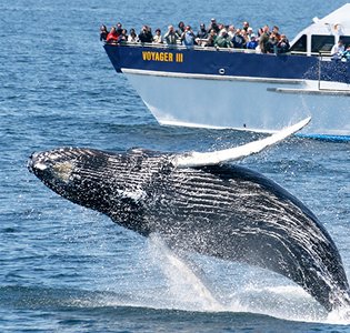 Whale Watching